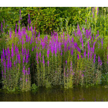 (1 Ltr) Lythrum salicaria (Purple loosestrife) - Marginal Pond Plants - MBP077