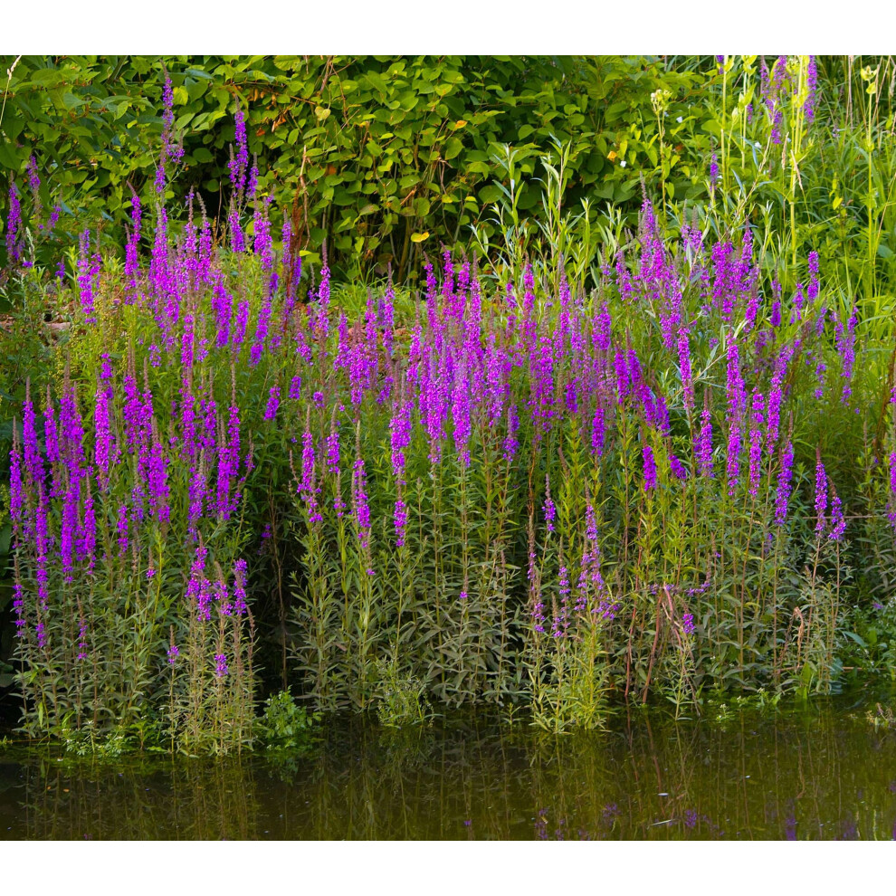 Lincolnshire Pond Plants (1 Ltr) Lythrum Salicaria ( Loosestrife) - Marginal Pond Plants - Mbp077 Purple