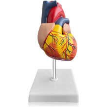 Menselijk hartmodel: 1:1 anatomisch hartmodel, afneembaar menselijk hart anatomisch model voor medische lessen hartmodel