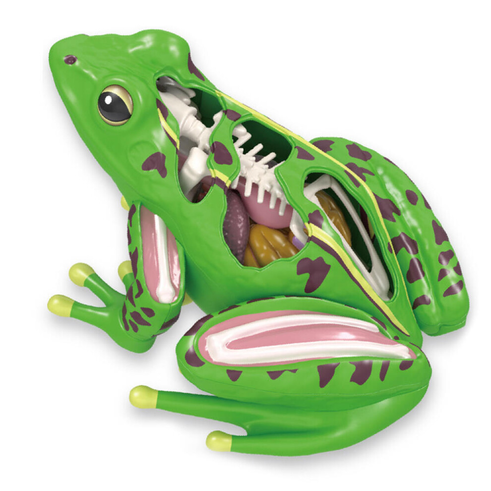 4D Frog Anatomy Model Detachable Frog Organs Stem Biology Education Teaching Aid Early Learning Toy For Children The Best Gift For Children 9022594249345