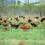 Set Rete Protezione Contro Animali 11