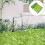 Conjunto De Parede Com Planta Simulada E Folhas Realistas Decoração 6