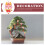 6 Pezzi Ciondoli Per Bonsai Anno Dragone Primavera 8