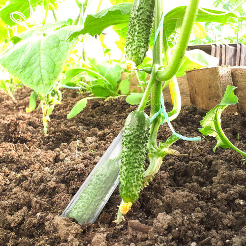 Stampo Per Verdure Trasparente Per Cetrioli E Coltivazione 2