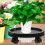 Para Plantas Com Base Móvel E De 10
