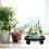 Para Plantas Com Base Móvel E De 9