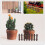 12 Unidades De Miniatura Para Bonsai 8