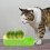 Cat Grass Hydroponique Pour Chat Boîte De Plantation Intérieur 4
