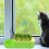 Cat Grass Hydroponique Pour Chat Boîte De Plantation Intérieur 6