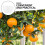 2Pcs Ingot Shaped Fruit Growth Molds Transparent PP Gardening Tool Set 9