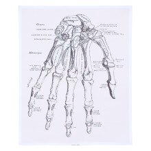 1St Anatomische Chart Hand Met Duidelijke Voor