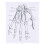 1St Anatomische Chart Hand Met Duidelijke Voor 1