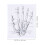 1St Anatomische Chart Hand Met Duidelijke Voor 6