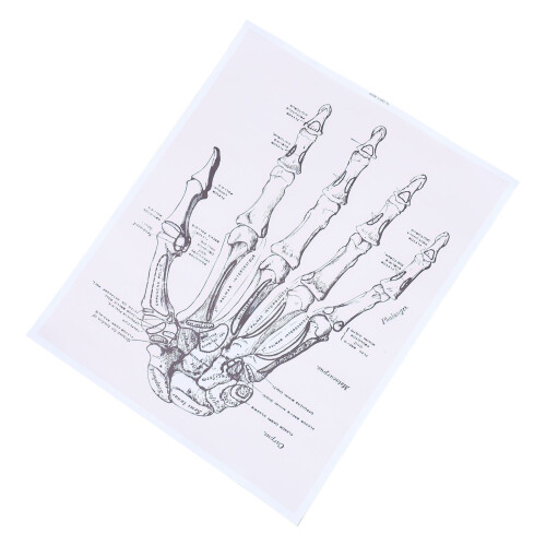 1St Anatomische Chart Hand Met Duidelijke Voor 2
