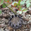 20 Pezzi Per Fertilizzante Bonsai 4