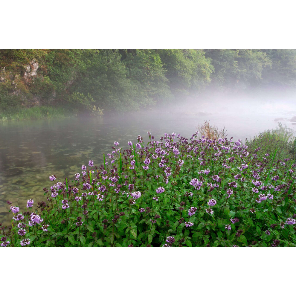 Lincolnshire Pond Plants (9 Cm) Mentha Aquatica (Water Mint) - Marginal Pond Plants - Mp076