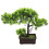 2 Unidades Árvore Bonsai Artificial Vaso Decoração 1