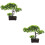 2 Unidades Árvore Bonsai Artificial Vaso Decoração 8