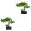 2 Unidades Árvore Bonsai Artificial Vaso Decoração 5
