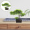 2 Unidades Árvore Bonsai Artificial Vaso Decoração 11