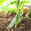 Transparente Para Legumes E 3