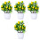 4 Pezzi Bonsai In Con Vaso 8