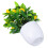 4 Pezzi Bonsai In Con Vaso 4