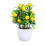 4 Pezzi Bonsai In Con Vaso 3