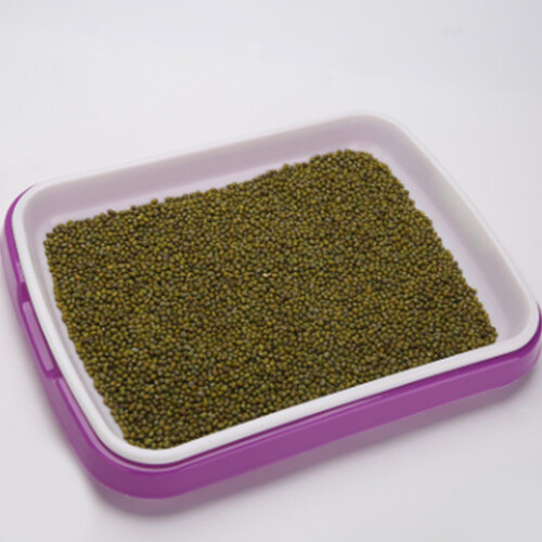 Germinadora PP Alimenticio 35X26X5Cm Morada Para Trigo 2