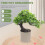 Árvore De Artificial Para Escritório Casa, Miniatura Bonsai 9