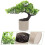 Árvore De Artificial Para Escritório Casa, Miniatura Bonsai 7
