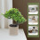 Árvore De Artificial Para Escritório Casa, Miniatura Bonsai 10