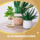 2Pcs De Para Plantas Com Tampa E Base De 8