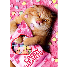 Sweetheart Cat Hauska ystvnpivkortti