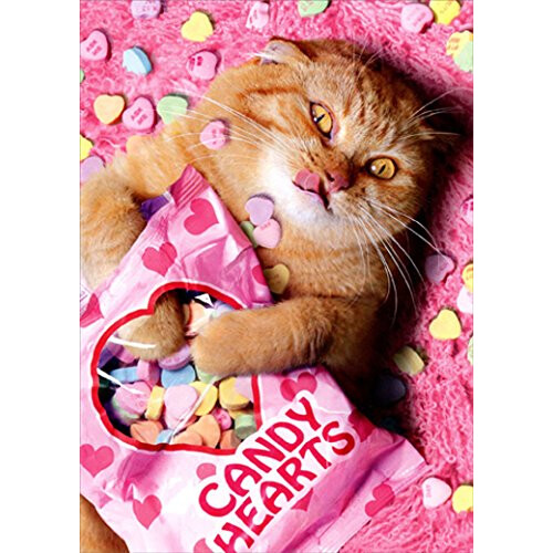 Lieve kat grappige Valentijnsdag kaart