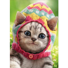 Ktzchen trgt gestrickte Eiermtze Avanti se Katzen-Osterkarte (Grukarte)