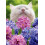 Kattelugtende hyacinter S?dt p?skekort 1