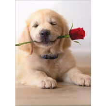 Avanti Press Golden Puppy Rose Cute Dog Ystvnpivkortti