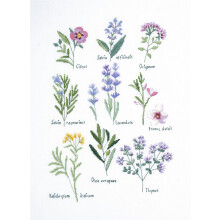 DMC Herbs - Kit per Punto Croce
