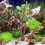 Miniatura De De Plástico Para Bonsai E Paisagismo 8