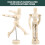 mannequin met flexibele gewrichten incl. standaard 10