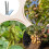 Pecan Picker Manual Nut Picker Thickened Crop Picker Device Nut Farm Accessory Pistachios 3