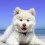 20 Haarclips Hond En Kat Gemengde Kleuren 9