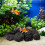 1 naturvulkansteine für töpfe, aquarium, 4