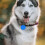 25 aluminium halsbandlabel lege tags puppy 4