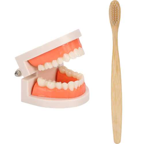 1 Set Kinder Demonstration Tandmodel Kit Met Tandenborstel