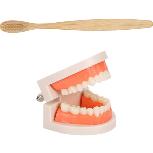 1 Set Kinder Demonstration Tandmodel Kit Met Tandenborstel 1