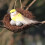 6St - Aus Rattan Künstliche Vogelhäuser Wohnaccessoires 6