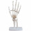 menselijke hand skeletmodel - educatief hulpmiddel gewrichten 1