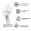 menselijke hand skeletmodel - educatief hulpmiddel gewrichten 8
